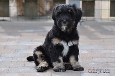 tibet terrier welpe